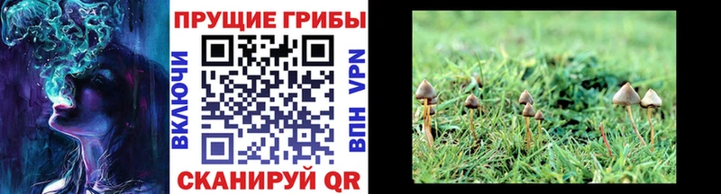 Купить закладки  Красный Сулин  Псилоцибиновые грибы ЛСД 